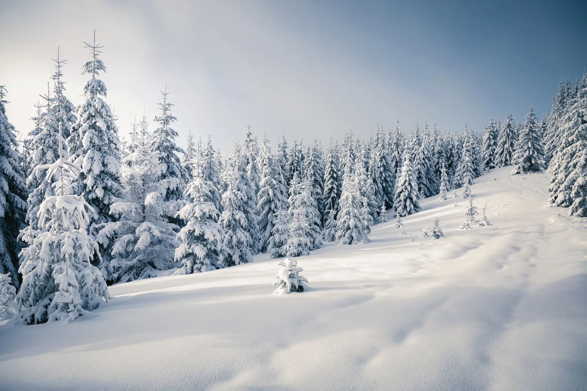 Deltagarhantering Snötäckt granskog i vinter, Sverige